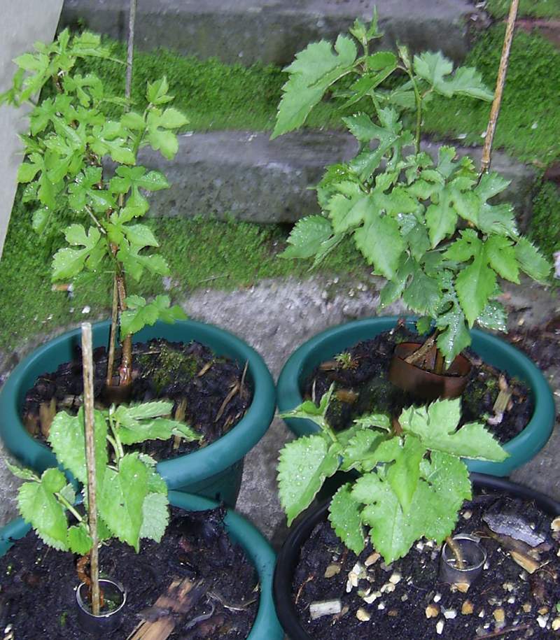 Four seedlings 