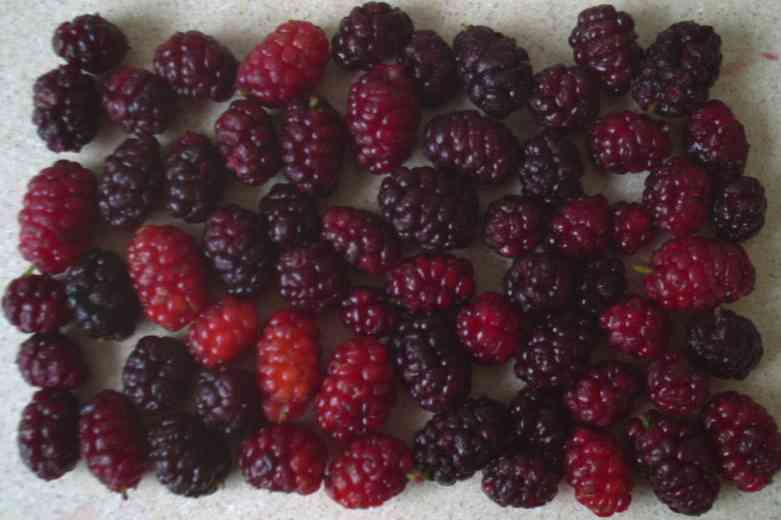 Berries 