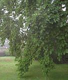 Branch 