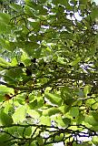 Branch 
