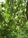 Inside the tree 