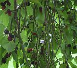Inside the tree 