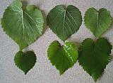 Leaf detail 