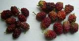 Morus alba berries 