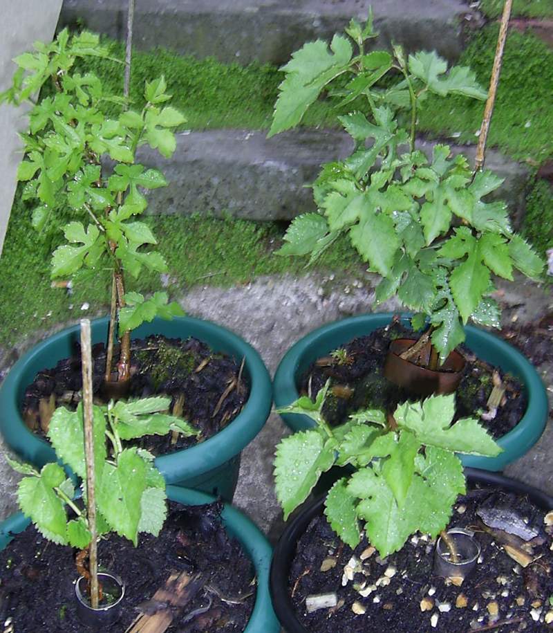 How long for discount mulberry cuttings to fruit